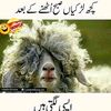 naveedrahman777