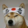 shiba_dg_