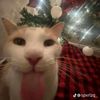 izzy_vtec