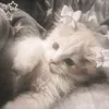 wqllxw_