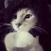 miaww.skibidi