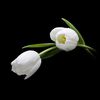 manosh_3301