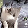 kittyunicornsparkles43