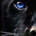 black88tiger