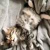 viki_3868
