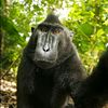 randommonke362