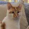wearyreincarnatedcat