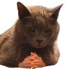 felineparalysis