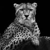 shaden_fahad