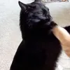 whyusominaa
