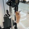gymnouse