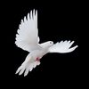 yosra_1409