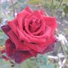 alinka123123123
