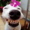 thangdan824
