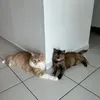 luamoonlua