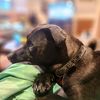 dogmomg