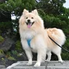 chi_chi_385