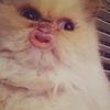 bubullett