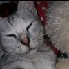 lilivil08