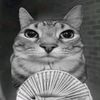catboyo