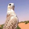 ابومحمد بن محمد..