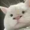 chuoichime