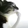 nn_m10.0