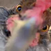 kubplaz