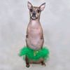 Nessie McNubbins