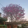 pinkpli