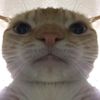 dmstrpryga7