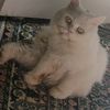 sarafadel113