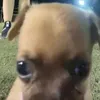 danivaccc