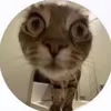 evieschmoo