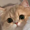 digshsvsj