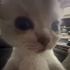bot_op2