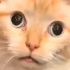 catmeleon