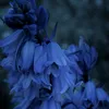 fannia_na