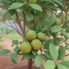 vinhhv