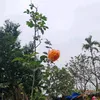lephuong_911