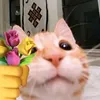 haameee_