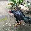 user83810902816469