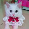 kiyomi.tha