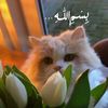 tulipss0326