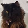 longfeathersthecat