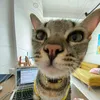 luhoangthecat