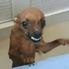cedddddddrick