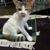 catlover_477