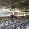 rabbitfarm_trunghieu