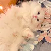 sahand_slemany
